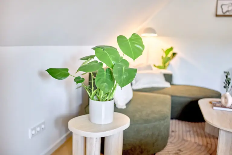 Green plant and stylish seating area in the CORAL SUN living room